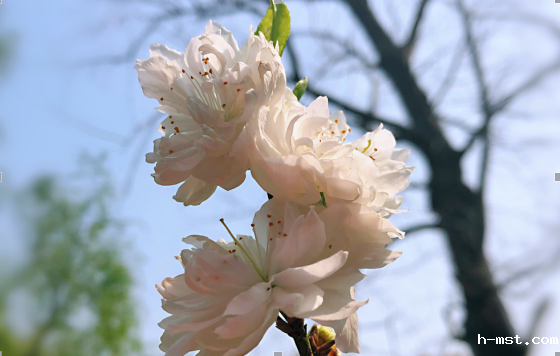 1549963204233021.png image.png