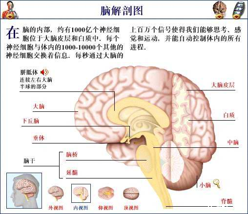 脑部结构图1.png